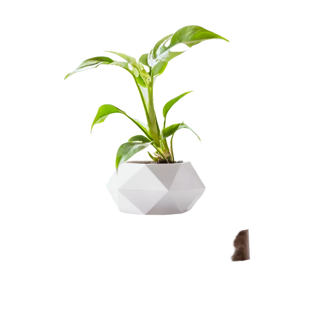 GeoSpin rotierende geometrische Pflanzenbox