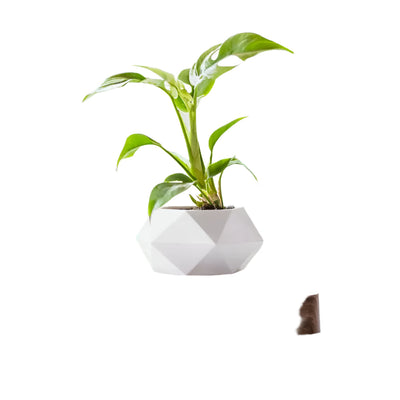 GeoSpin rotierende geometrische Pflanzenbox